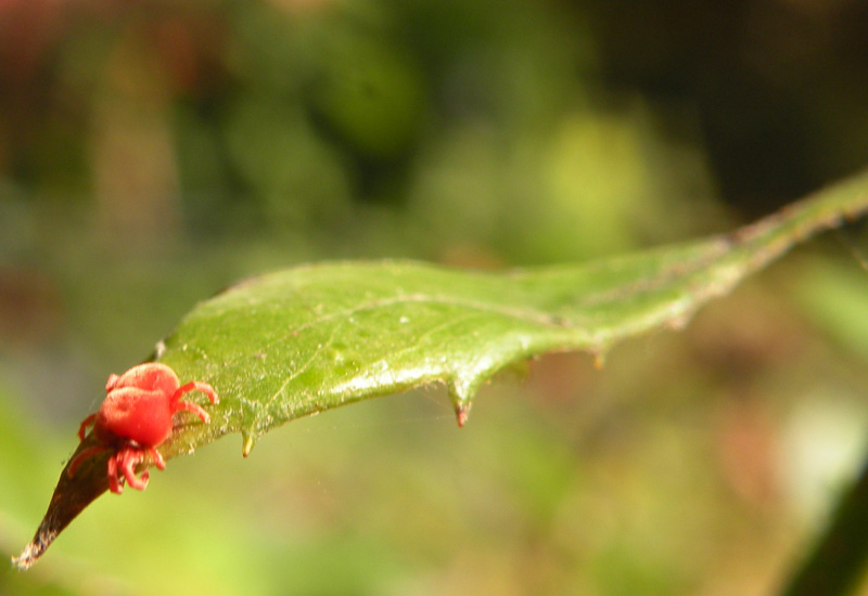 Trombidium sp.